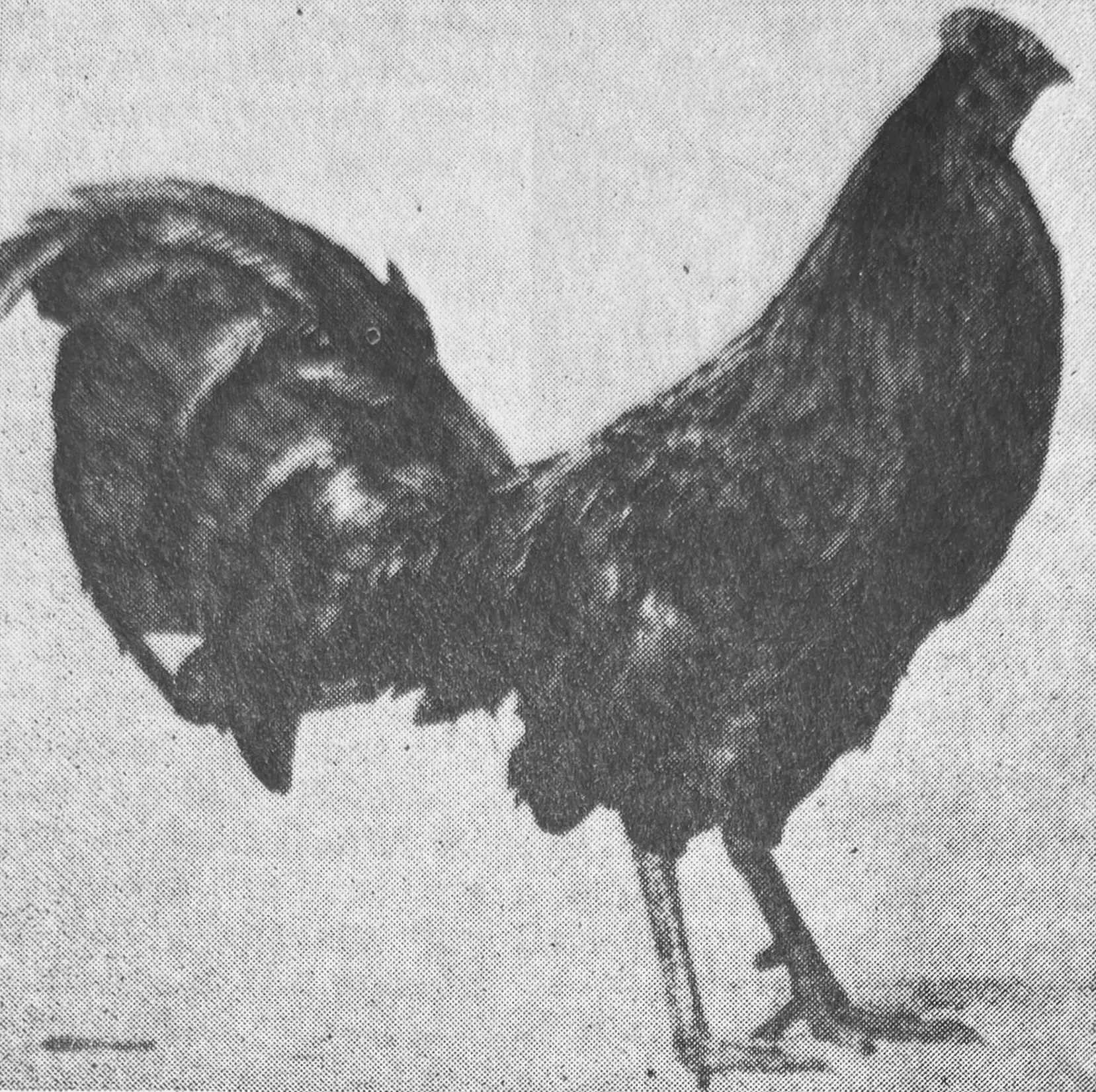Historic Wisconsin Red Shuffler rooster from the D. H. Pierce strain
