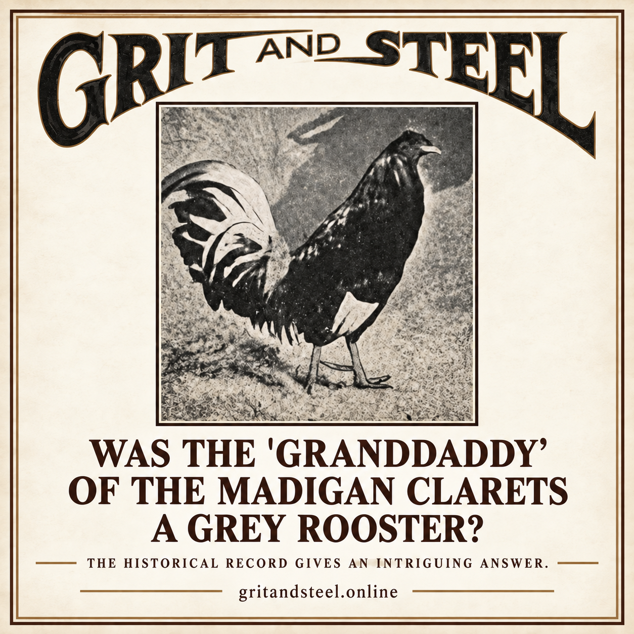 Historic Grit & Steel feature asking whether the granddaddy of the Madigan Clarets was a Grey rooster
