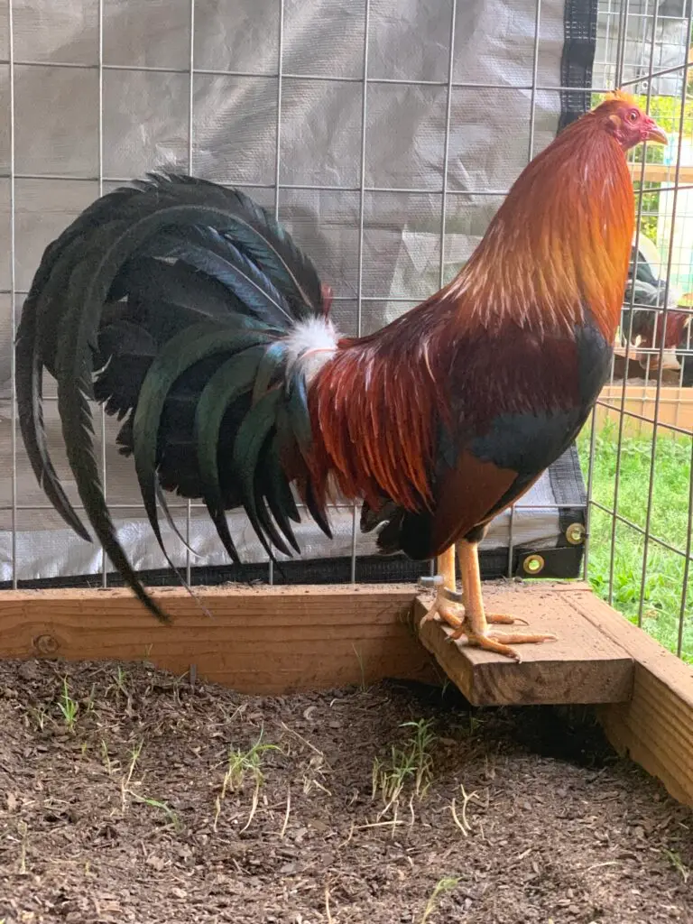 Yellow-legged McLean Hatch rooster owned by Joe Mac Skinner