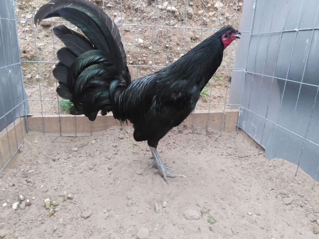 Black Sid Taylor rooster displayed by Holy Cross Farm in Sonora, Mexico